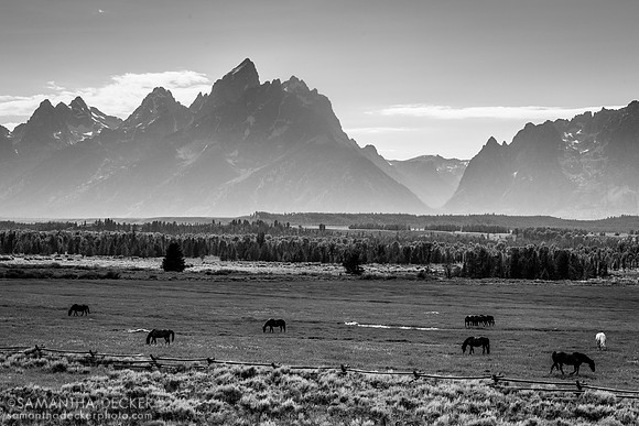 Horses Grazing in Grand Teton National Park