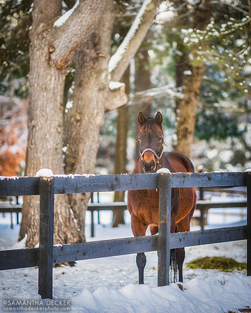 King Congie, Old Friends at Cabin Creek, Greenfield, NY