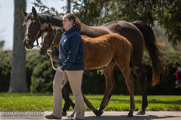 Dreaming of Julia and her 2025 Curlin filly (full sister to Malathaat), Stonestreet Farm, Lexington