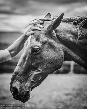 Sonny, Nipper Knolls Equine Center, Granville, NY