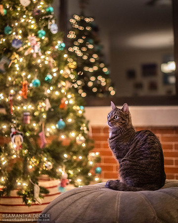 Franny at Christmas