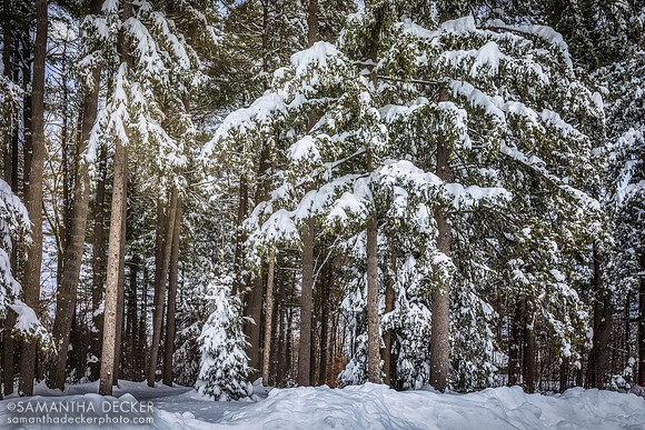 After the Snow Storm