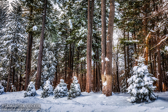 After the Snow Storm