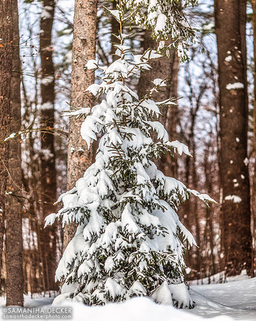 After the Snow Storm