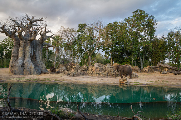 Elephant, Kilimanjaro Safaris, Disney's Animal Kingdom, Walt Disney World