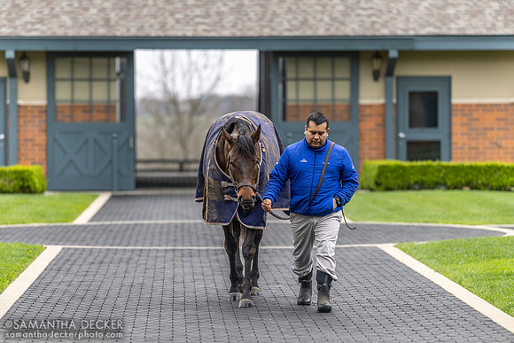 Maxfield, Jonabell Farm, Lexington, KY