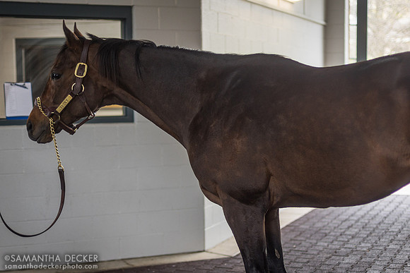 Proxy, Jonabell Farm, Lexington, KY