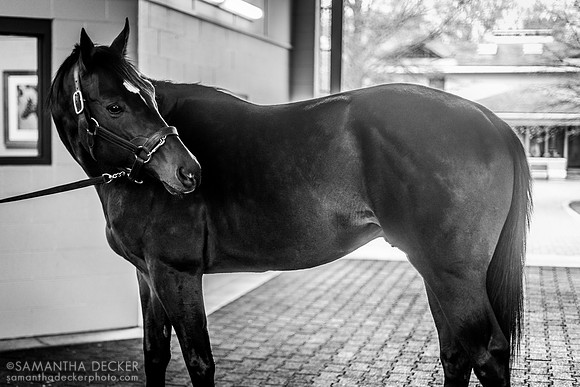 Proxy, Jonabell Farm, Lexington, KY