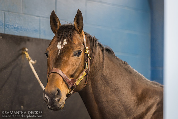 Proxy, Jonabell Farm, Lexington, KY