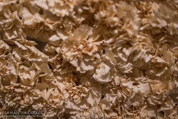Essential Quality's Belmont carnations, Jonabell Farm, Lexington, KY