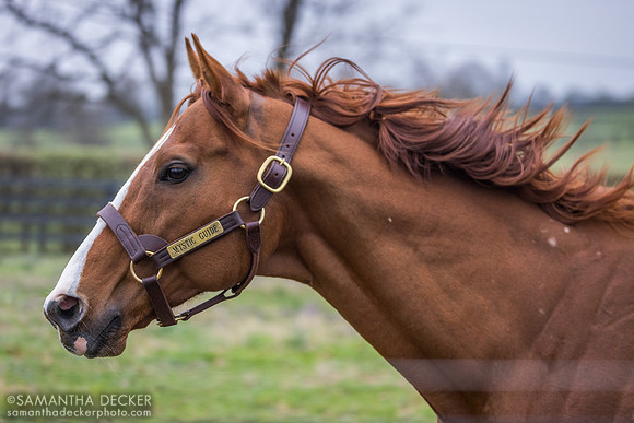 Mystic Guide, Jonabell Farm, Lexington, KY