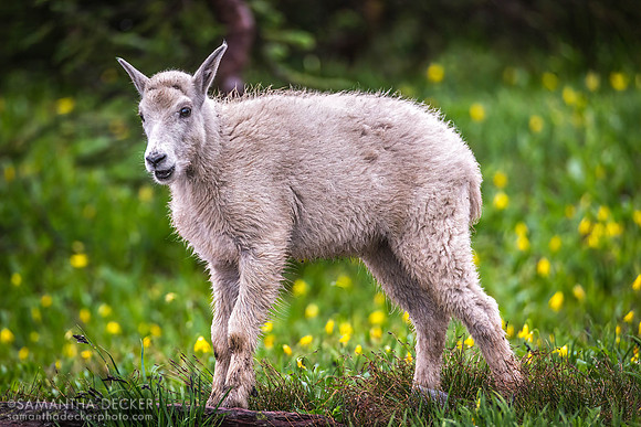 Baby Goat, Hidden Lake Trail, Glacier National Park