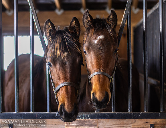 2024 King for a Day filly o/o Gemini Witch (l) and Highly Motivated filly o/o Caribbean Breeze