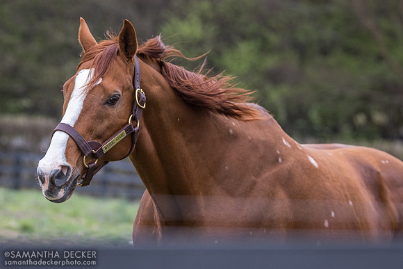 Mystic Guide, Jonabell Farm, Lexington, KY