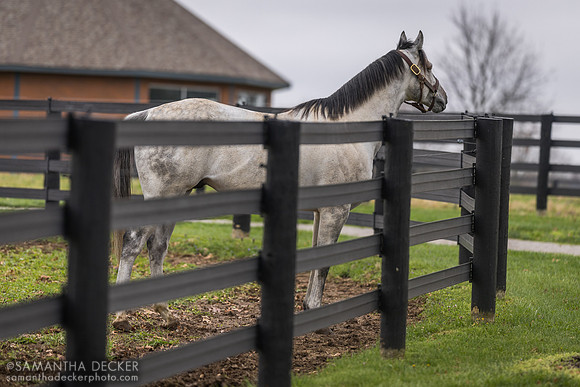 Essential Quality, Jonabell Farm, Lexington, KY