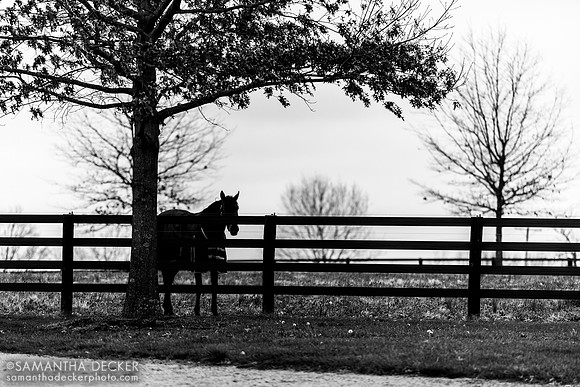 Nyquist, Jonabell Farm, Lexington, KY