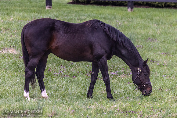 Enticed, Jonabell Farm, Lexington, KY