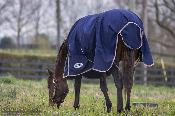 Nyquist, Jonabell Farm, Lexington, KY