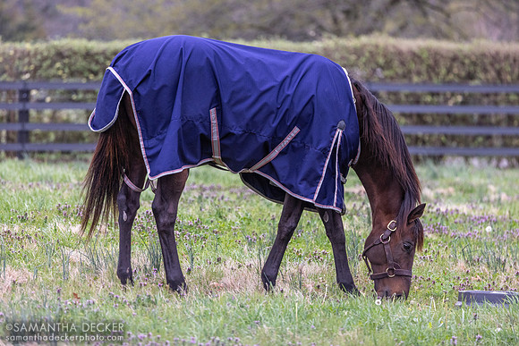 Nyquist, Jonabell Farm, Lexington, KY