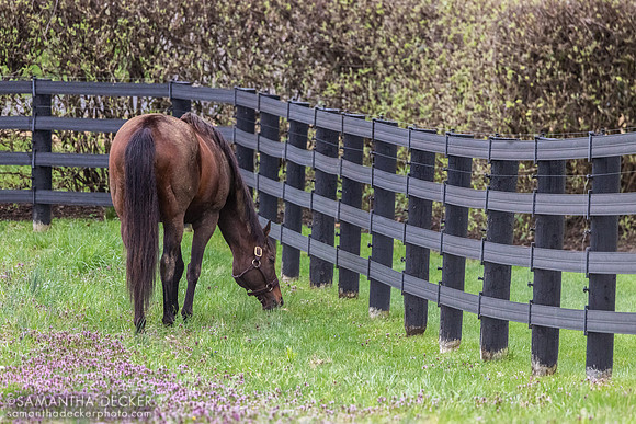 Hard Spun, Jonabell Farm, Lexington, KY