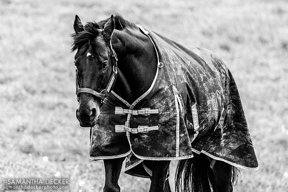Street Sense, Jonabell Farm, Lexington, KY