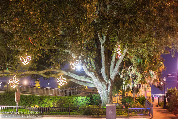 Fleur de Lys Tree, New Orleans