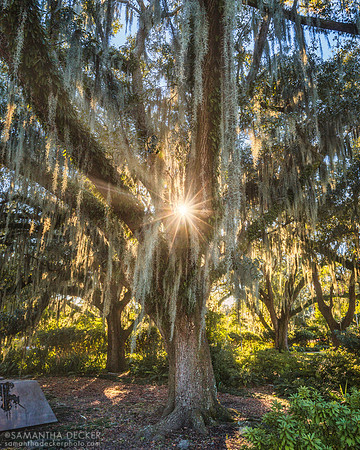 Spanish Moss, City Park, New Orleans