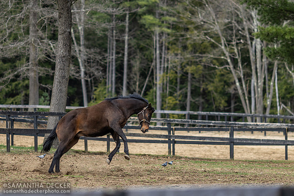 King Congie, Old Friends at Cabin Creek, Greenfield, NY
