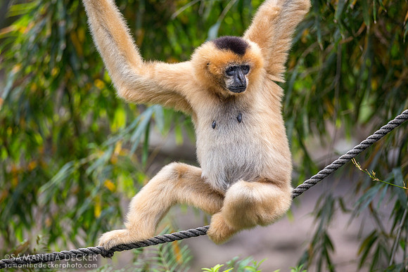 White Cheeked Gibbon, Disney's Animal Kingdom, Walt Disney World