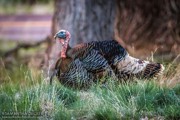 Turkey at the Zion Lodge, Zion  National Park