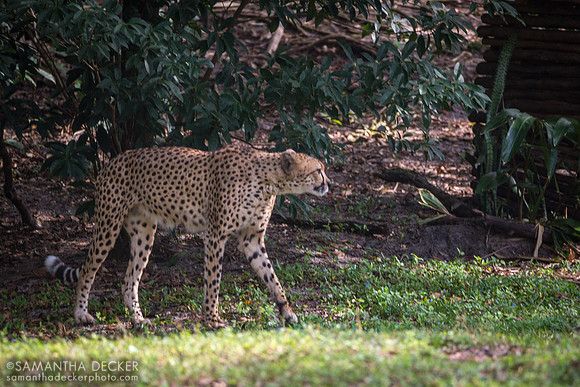 Cheetah, Kilimanjaro Safaris, Disney's Animal Kingdom, Walt Disney World