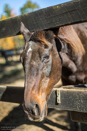 Zippy Chippy, Old Friends at Cabin Creek, Greenfield, NY, 2019