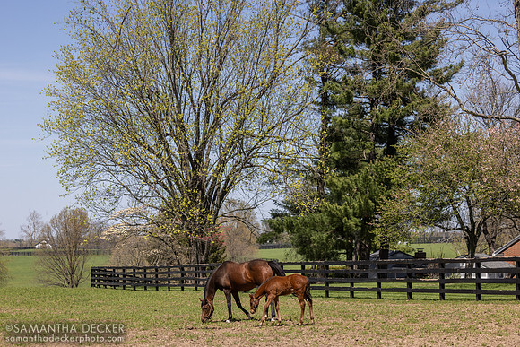 Stonestreet Farm, Lexington