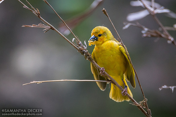 Finch, Pangani Forest Exploration Trail, Disney's Animal Kingdom