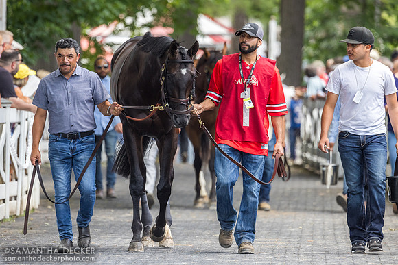 Unmatched Wisdom, winner of the Curlin S.