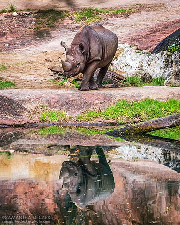 Rhinoceros Reflections
