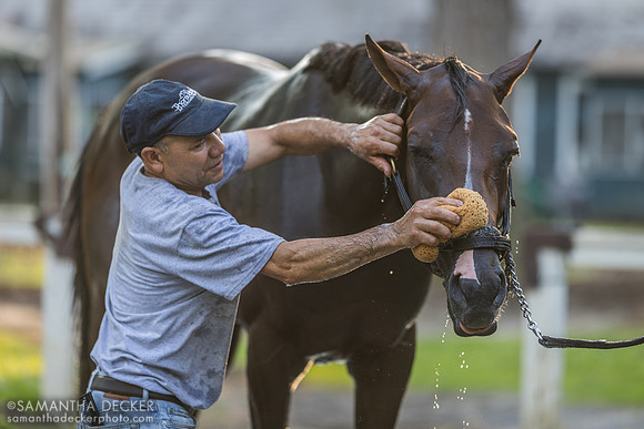 Dornoch, groom Elio Alvarez