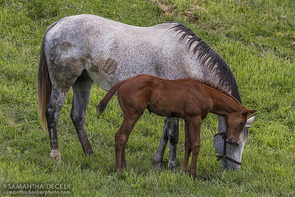 Heavenly Score and her 2025 Arabian Lion filly, Thirty Year Farm