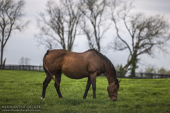 Taylor Made Farm, Nicholasville