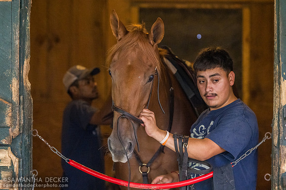 She Feels Pretty getting tacked up (2024 Photo)