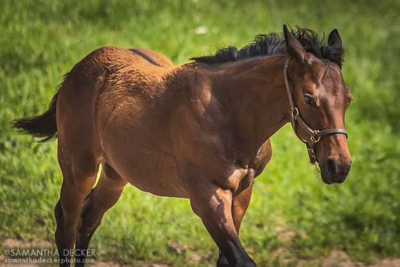2022 Mahoney Eden Manor foal (I'll have to ask Britt who this is)