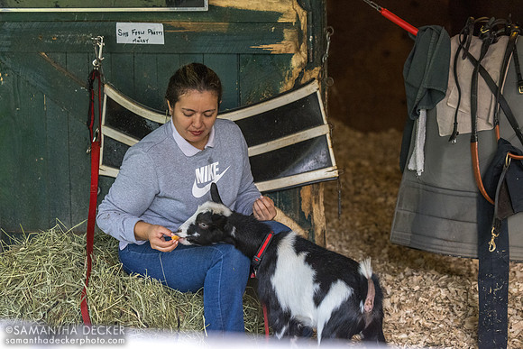 Treats for Mickey, companion goat to She Feels Pretty