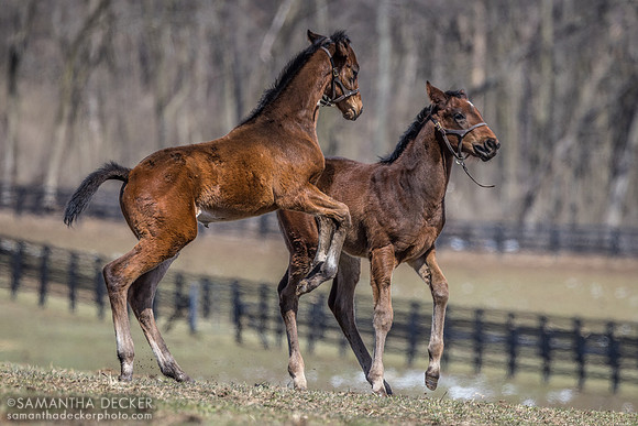 Two 2024 King for a Day colts, Irish Hill Century Farm, Stillwater, NY