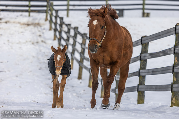 Avery Beach and her 2025 Leinster colt, Mahoney Eden Manor