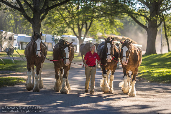 Budweiser Clydesdales at the Oklahoma Track, 2022