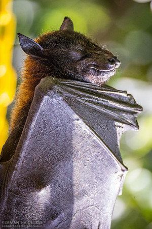 Sleepy Bat, Pangani Forest Exploration Trail, Disney's Animal Kingdom