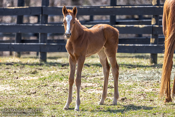 filly o/o Evening Primrose at 13 days old