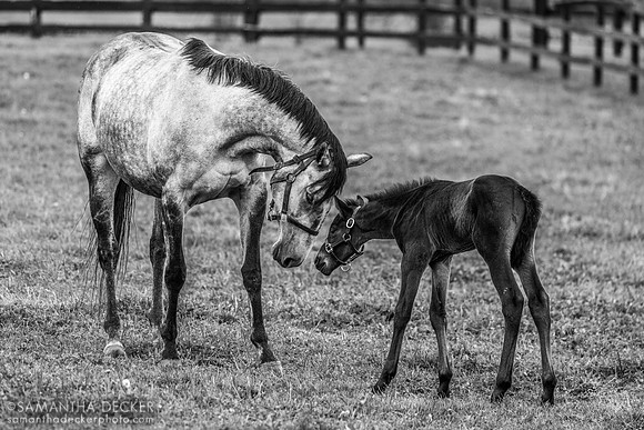 Arabian Gazelles and her 2024 Munnings colt, Airdrie Stud - I can get you a color version