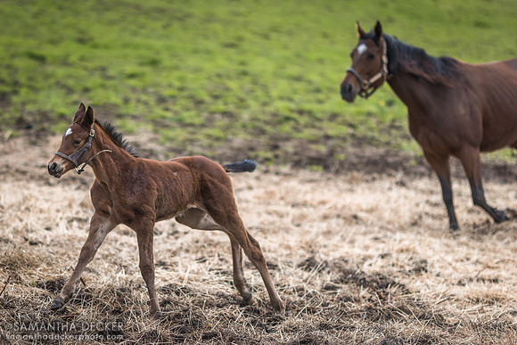 Gemini Witch and her 2023 Big Brown colt, Mahoney Eden Manor, Saratoga Springs, NY