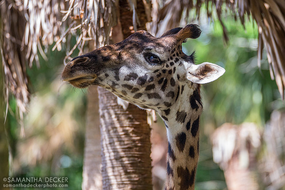 Giraffe, Kilimanjaro Safaris, Disney's Animal Kingdom